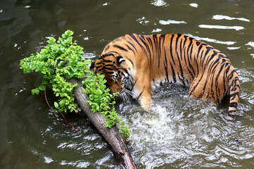 L`eau Tiger №45703