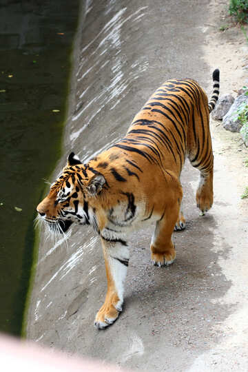 Tiger im Wasser №45619