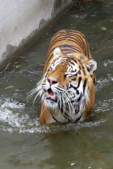 Water tiger №45011