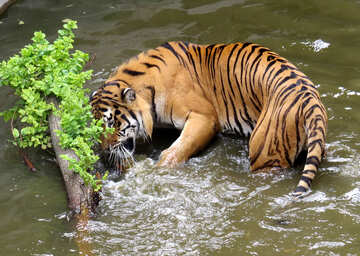 tigre água №45013