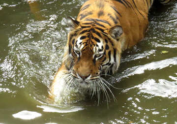 tigre água №45014