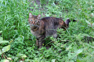 Graue Katze im Gras №45934