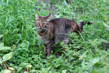 Сіра кішка в траві №45937