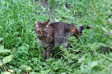 Graue Katze im Gras №45939