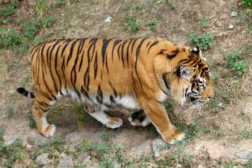 Тигр №45749