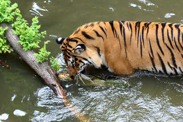 Tiger bathing №45712