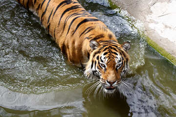Tiger im Pool №45661