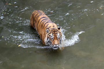 Тигр пливе №45711