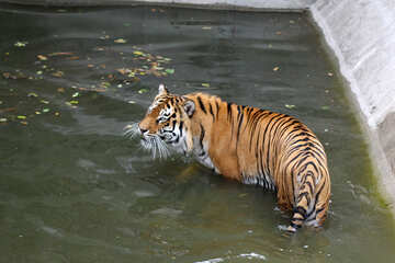 Тигр в зоопарку №45722