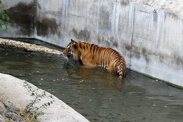 Тигр в зоопарке №45739