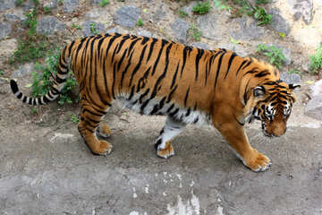 Тигр №45605