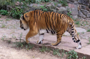 Тигр в парку №45036