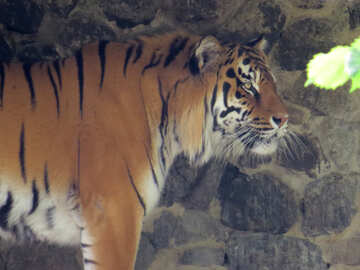 Tiger dans le parc №45162