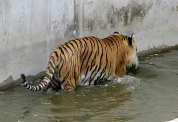 Tiger dans la piscine №45029