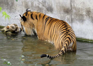 Тигр в басейні №45030