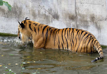 Tiger im Pool №45031