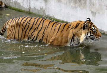 Тигр в басейні №45032