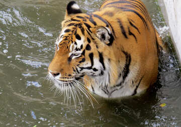 Тигр в басейні №45034