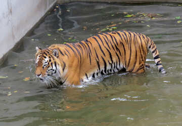 Tiger resting in water №45026