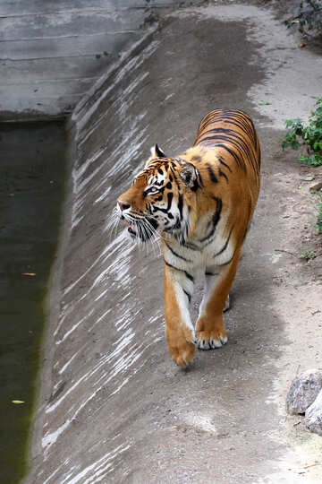 Tiger roars №45617