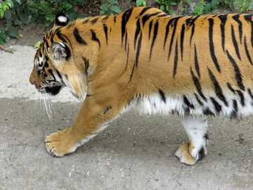 Tiger walks №45004