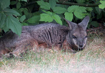 Kangaroo on the grass №45113