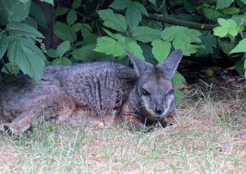 Kangaroo on the grass №45110