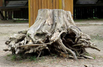 Big stump №45302