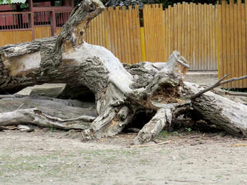 An old fallen tree №45303