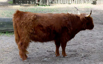 Wild cow №45872