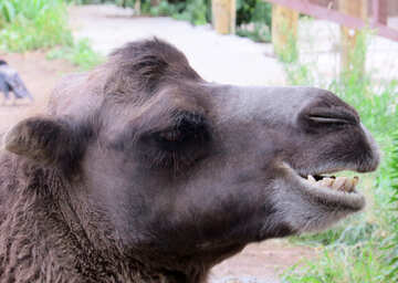 Muzzle camel №45265