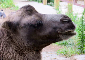 Muzzle camel №45266