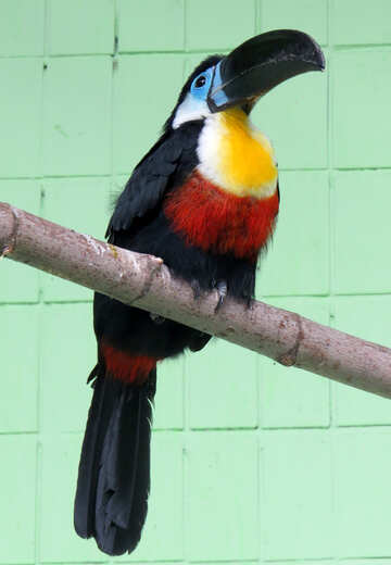 Bird toucan №45190