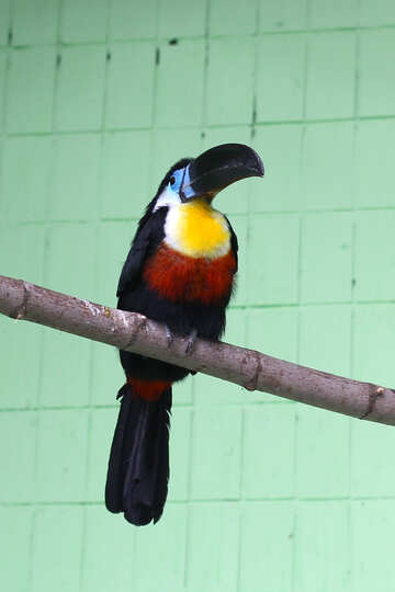 Uccello di Toucan №45982