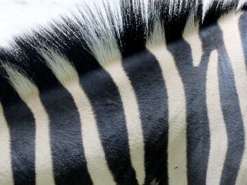 Mane of zebra №45091