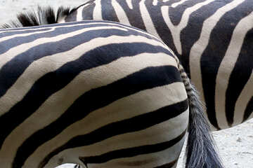 Ass Zebra