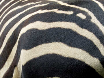 The texture of wool zebra №45107