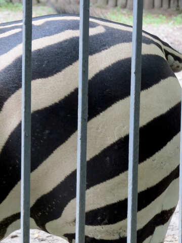 Zebras in zoo №45104