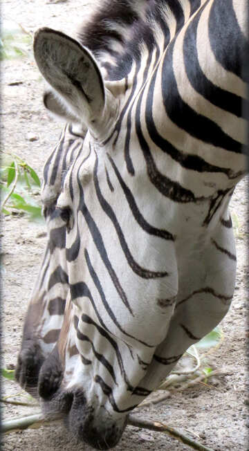 Muzzle zebra №45094