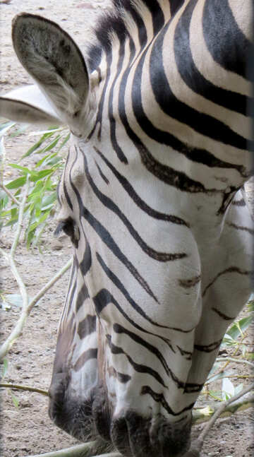 Muzzle zebra №45095
