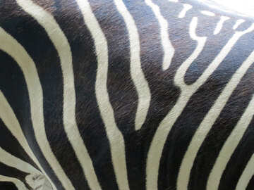 The texture of wool zebra black and white stripes