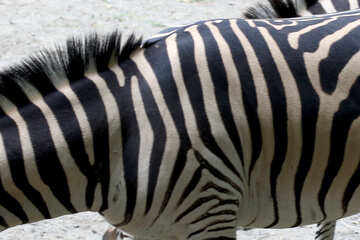 Zebra lã №45855