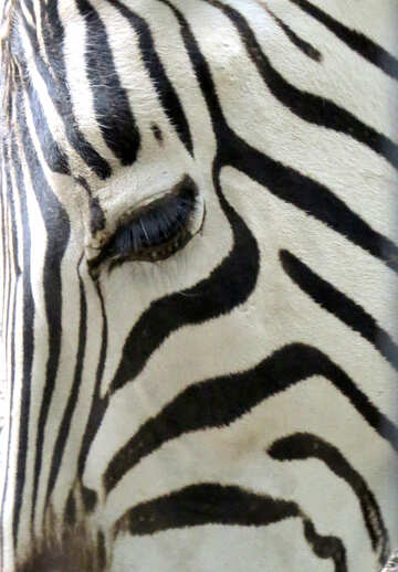 Zebra Eye №45092