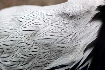 Текстура пір`я птаха №45419