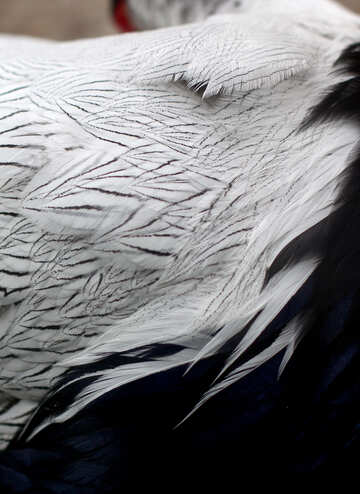 Texture beautiful feathers №45421