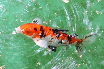 Decorative koi carp fish №45814