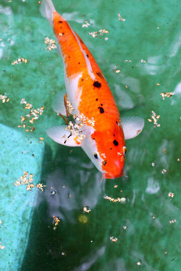 Dekorative Koi-Karpfen Fisch №45821