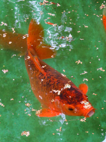Pesce rosso №45049