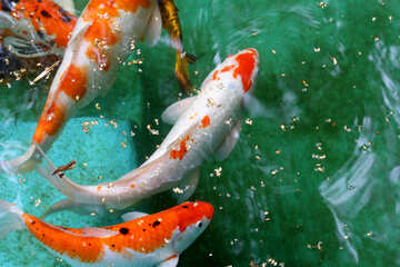Rote Fische im Teich №45810