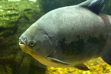 Big fish in aquarium №45553